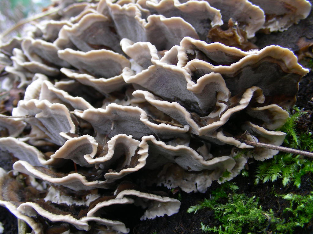 trametes versicolor ?